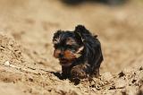 YORKSHIRE TERRIER 445
